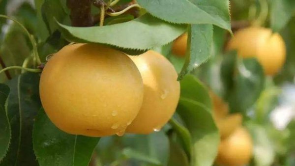 我国产量前三的水果