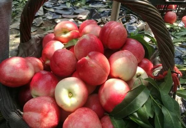 我国产量前三的水果