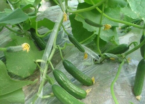 水果黄瓜种植时间和方法