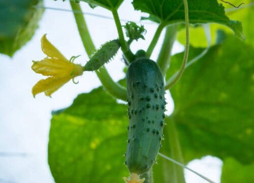 水果黄瓜种植时间和方法