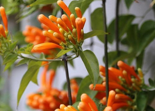 凌霄花叶子一碰就掉原因