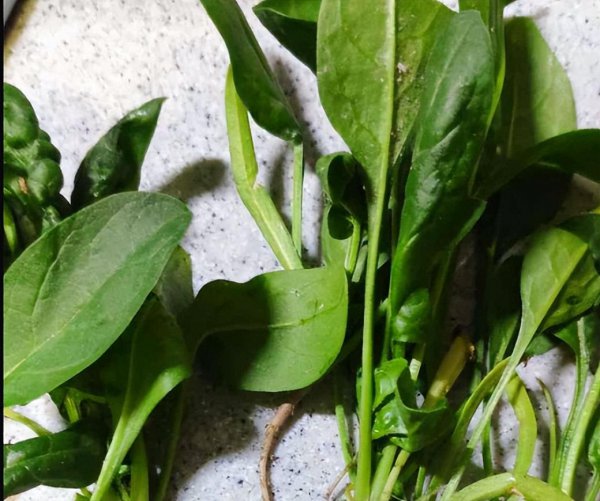 一年四季可种的水培蔬菜品种