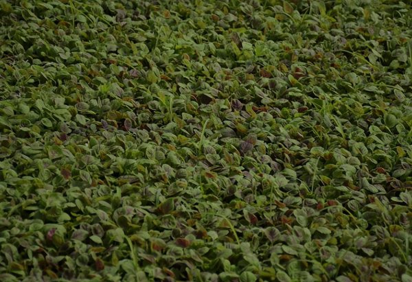 一年四季可种的水培蔬菜品种