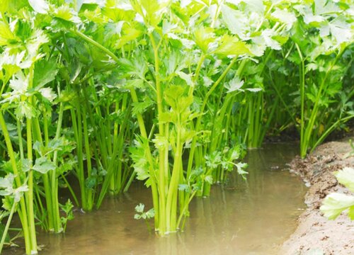 西芹种植时间和方法