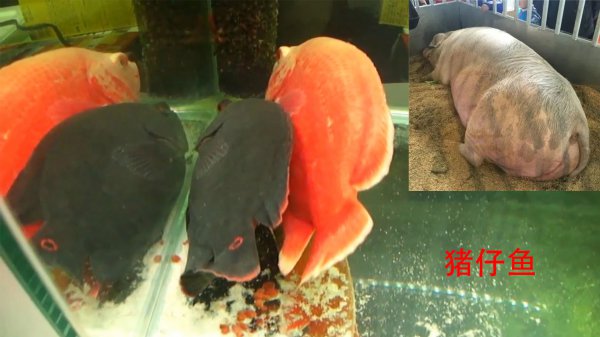 地图鱼斜躺着会死吗