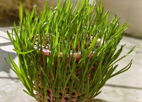 大蒜的种植方法和时间