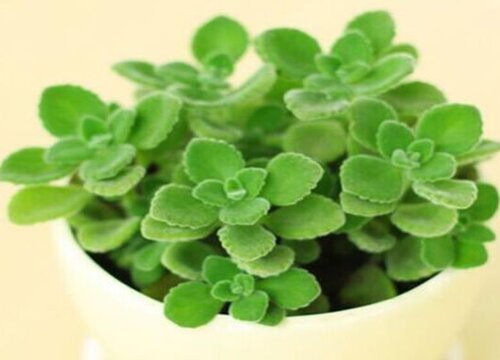 碰碰香有毒吗 适合在室内养吗