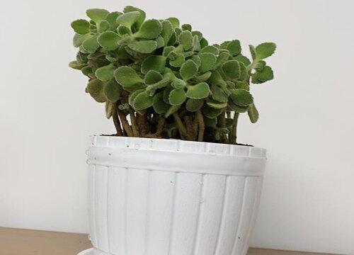 碰碰香有毒吗 适合在室内养吗