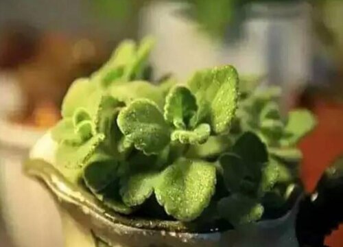 碰碰香有毒吗 适合在室内养吗