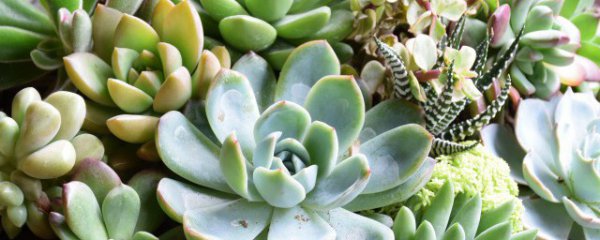 多肉植物冬天怎么养护