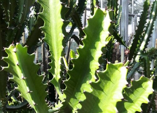 冻伤的龙骨怎么处理