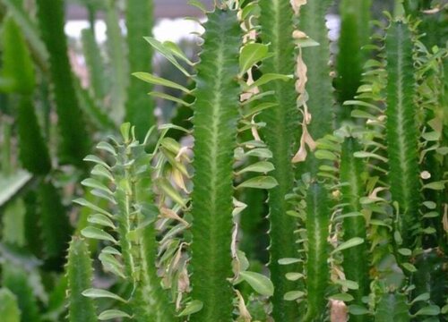 冻伤的龙骨怎么处理