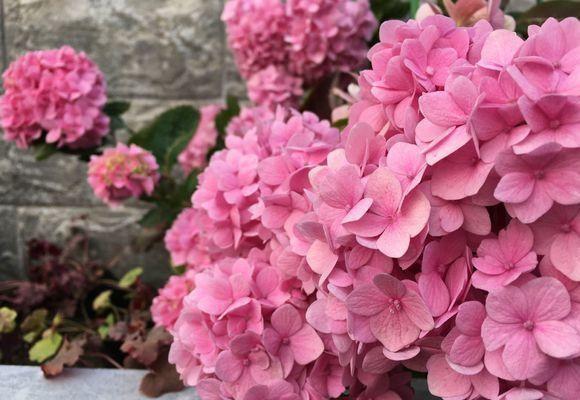 绣球一年开几次花期