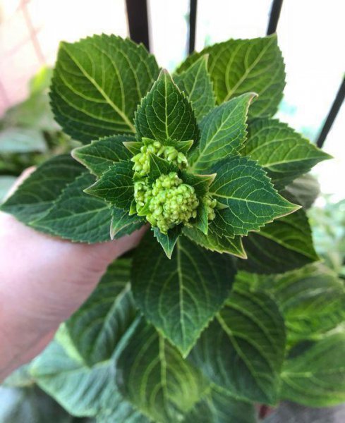 绣球一年开几次花期