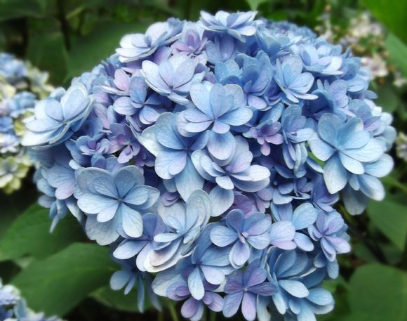 绣球一年开几次花期