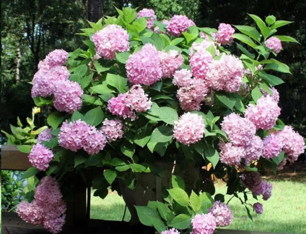 绣球一年开几次花期