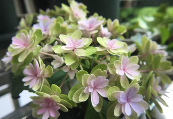 绣球一年开几次花期