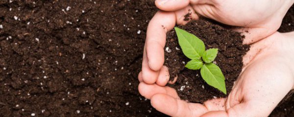 黄泥土适合种什么蔬菜