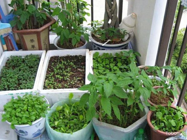 泡沫箱种蔬菜要打孔吗