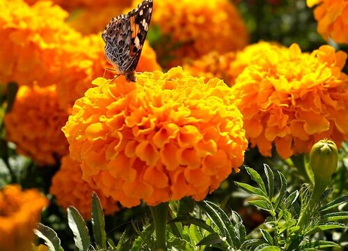 万寿菊什么季节开花