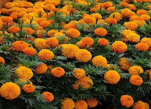 万寿菊什么季节开花