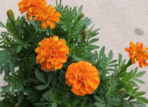 万寿菊什么季节开花