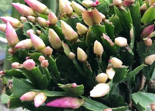 蟹爪兰如何施肥生长快