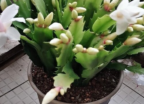 蟹爪兰如何施肥生长快