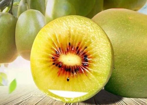 红心猕猴桃什么时候采摘比较好
