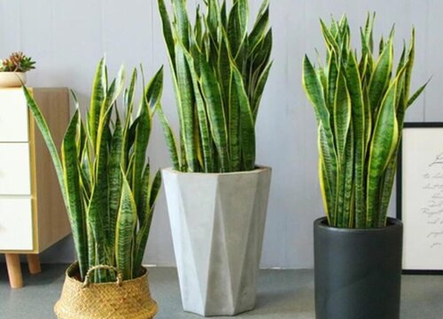 虎尾兰烂根怎么办