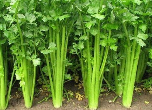 芹菜是热性还是凉性