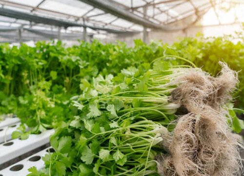 芹菜是热性还是凉性