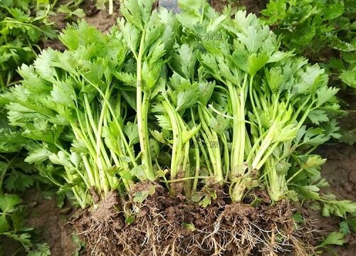 芹菜是热性还是凉性