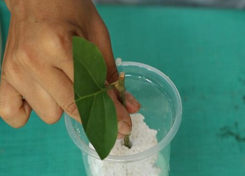 三角梅几月份插扦成活率最高