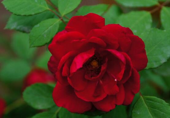 红蔷薇花语大全