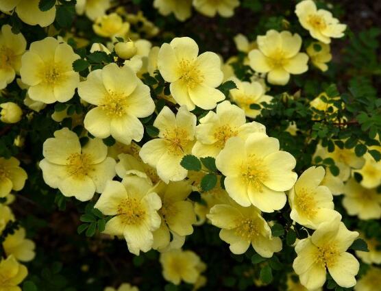 红蔷薇花语大全