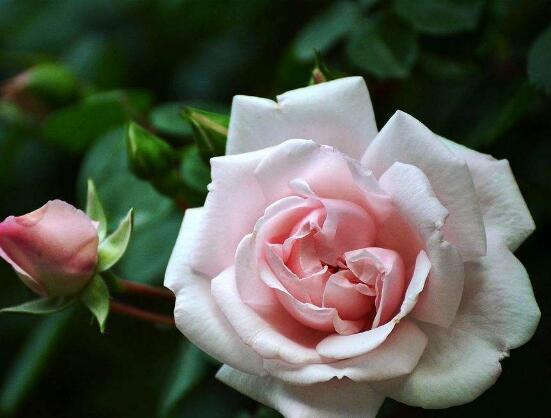 红蔷薇花语大全