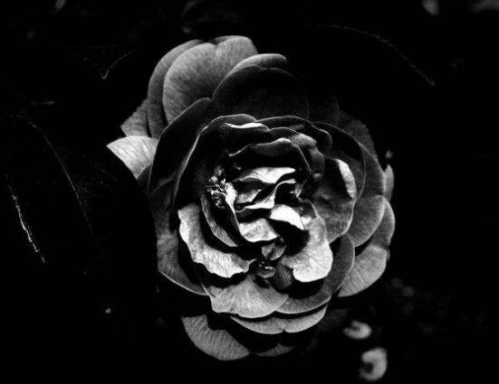 红蔷薇花语大全