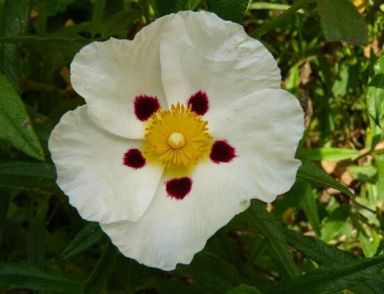 红蔷薇花语大全