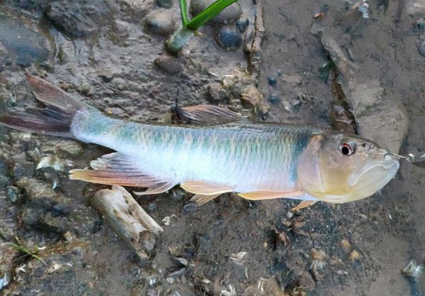 路亚竿能钓什么鱼种