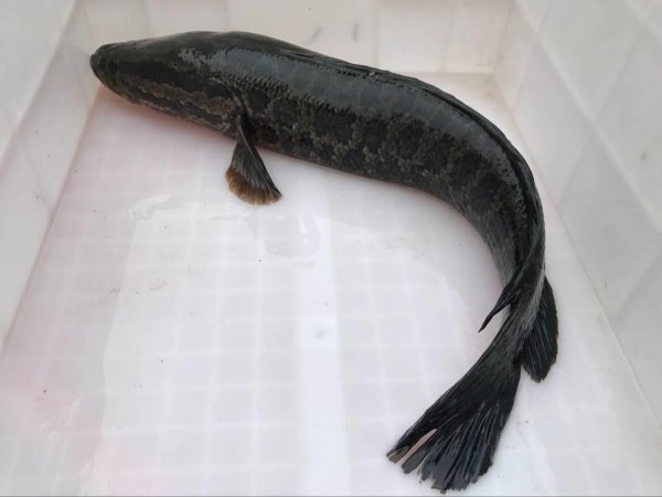 路亚竿能钓什么鱼种