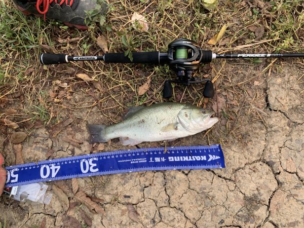 路亚竿能钓什么鱼种