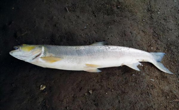 路亚竿能钓什么鱼种