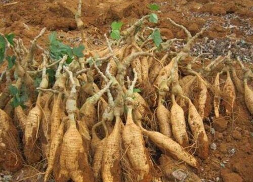 葛根适合什么地方种植