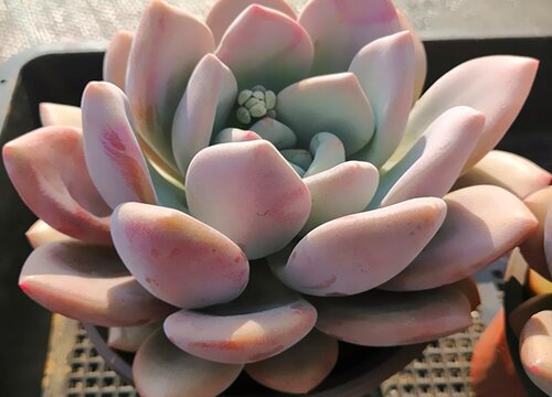 春天多肉植物怎么养才养得又大又肥