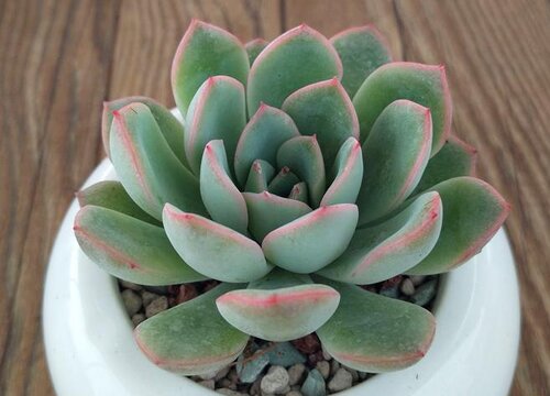 春天多肉植物怎么养才养得又大又肥