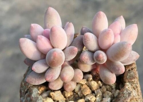 春天多肉植物怎么养才养得又大又肥