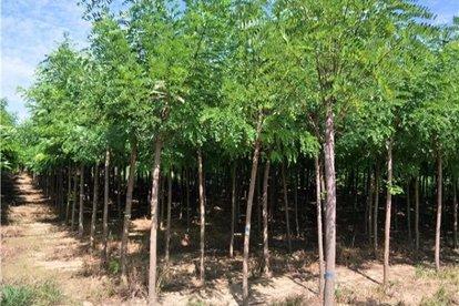 国槐与洋槐树的区别图片