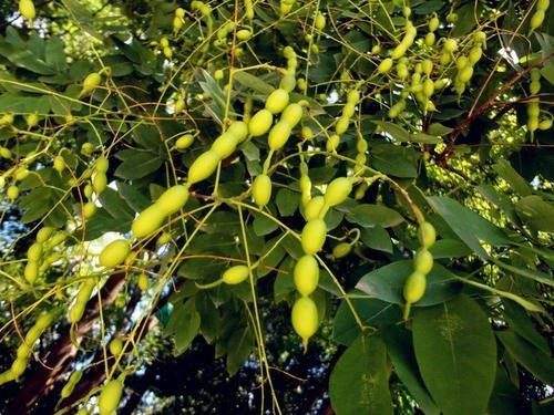 国槐与洋槐树的区别图片