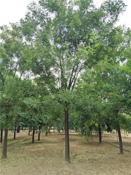 国槐与洋槐树的区别图片